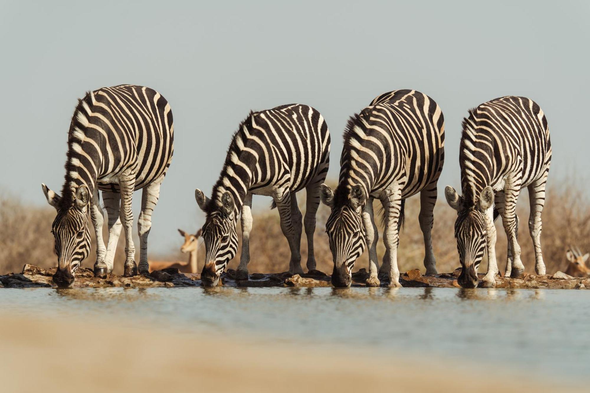 Last Word Madikwe Madikwe Game Reserve Exterior foto