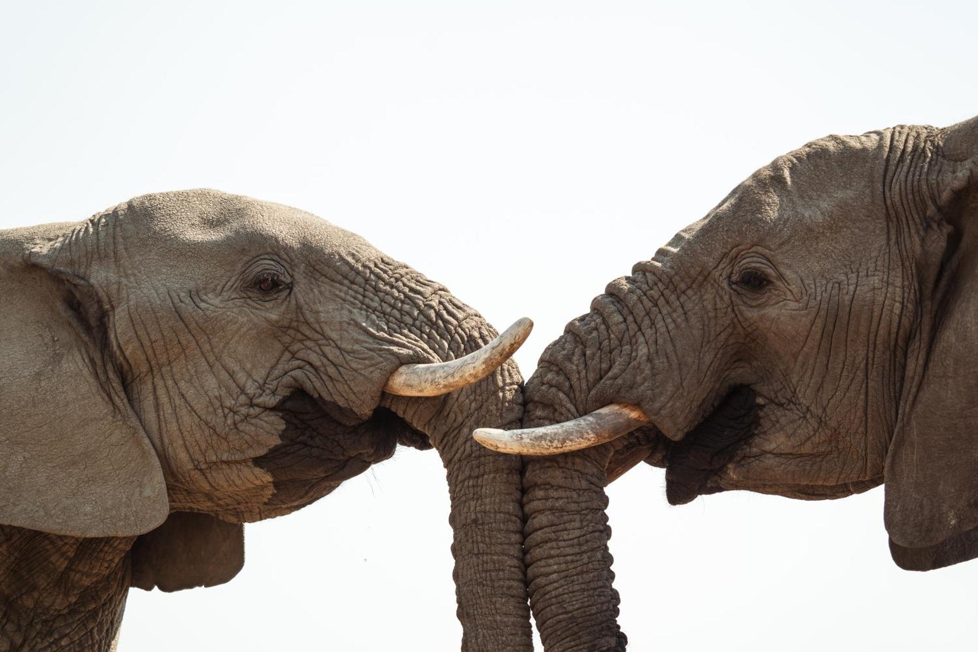 Last Word Madikwe Madikwe Game Reserve Exterior foto