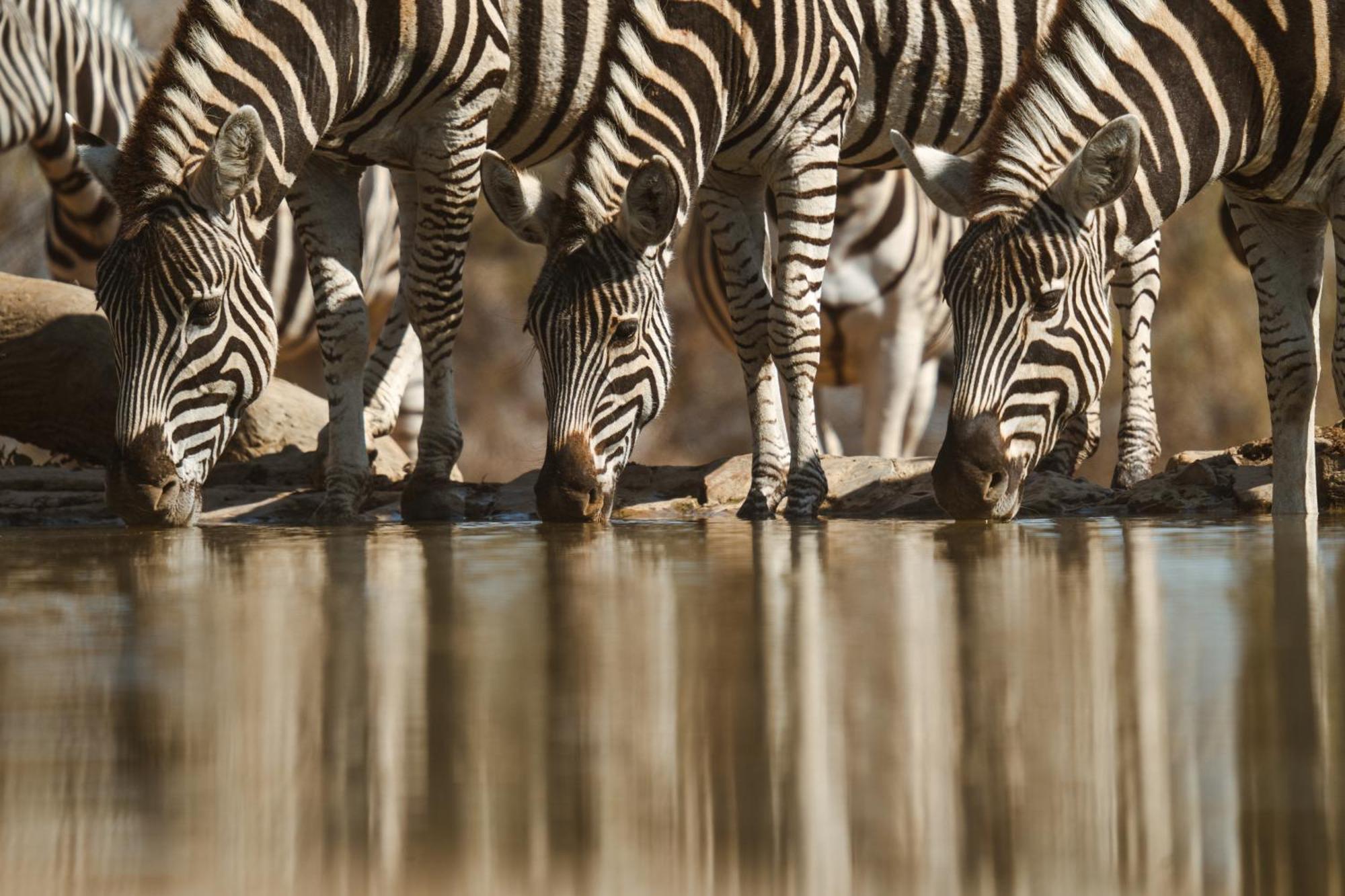 Last Word Madikwe Madikwe Game Reserve Exterior foto