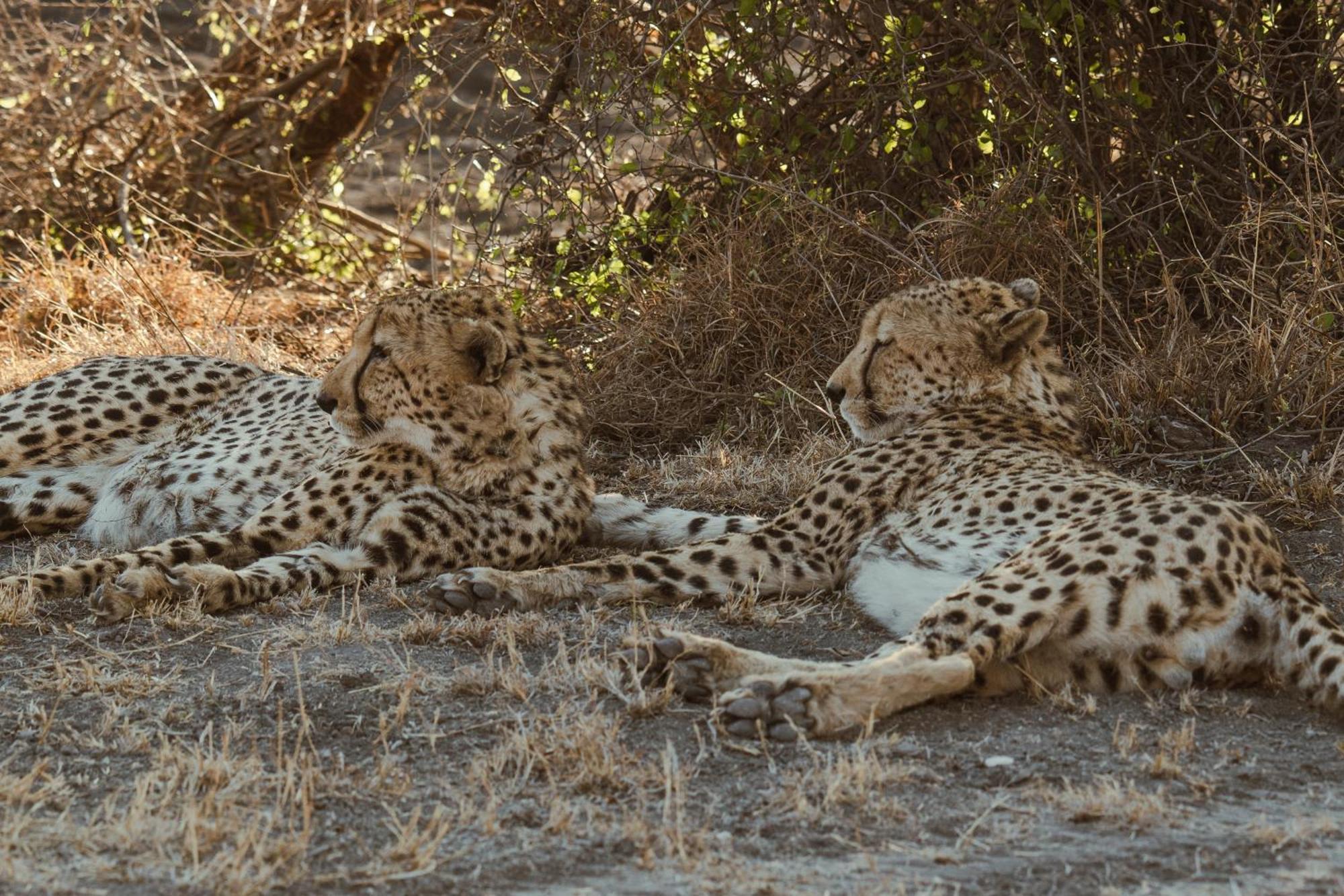 Last Word Madikwe Madikwe Game Reserve Exterior foto